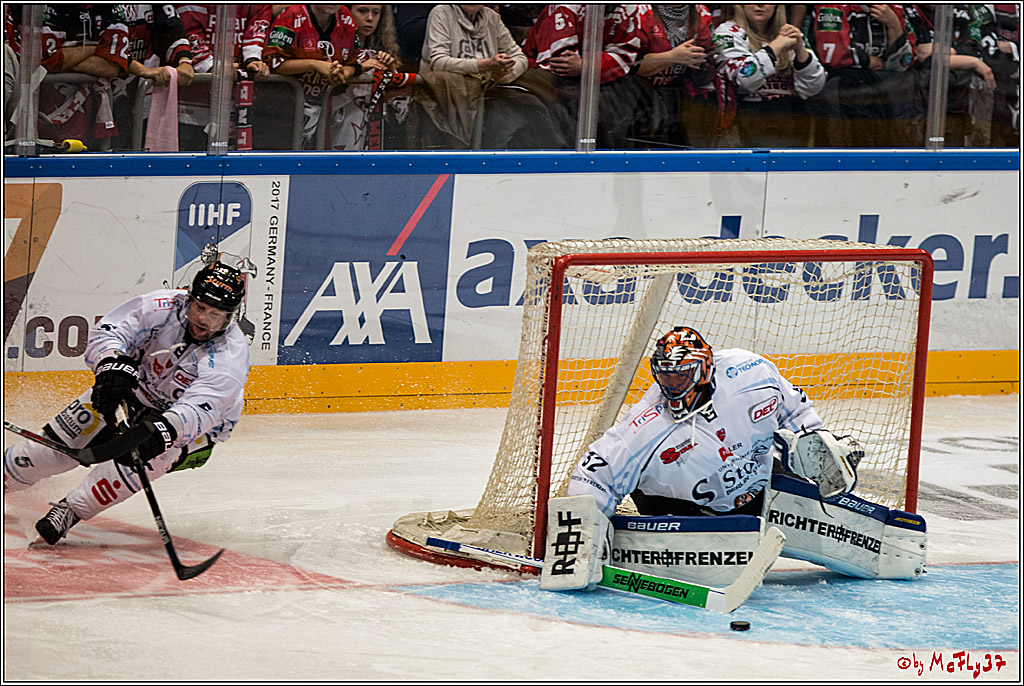 Koelner Haie - Straubing Tigers, 03.10.2016
